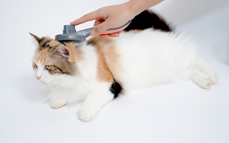 Hangzhou Rena Pet Products Co., Ltd.